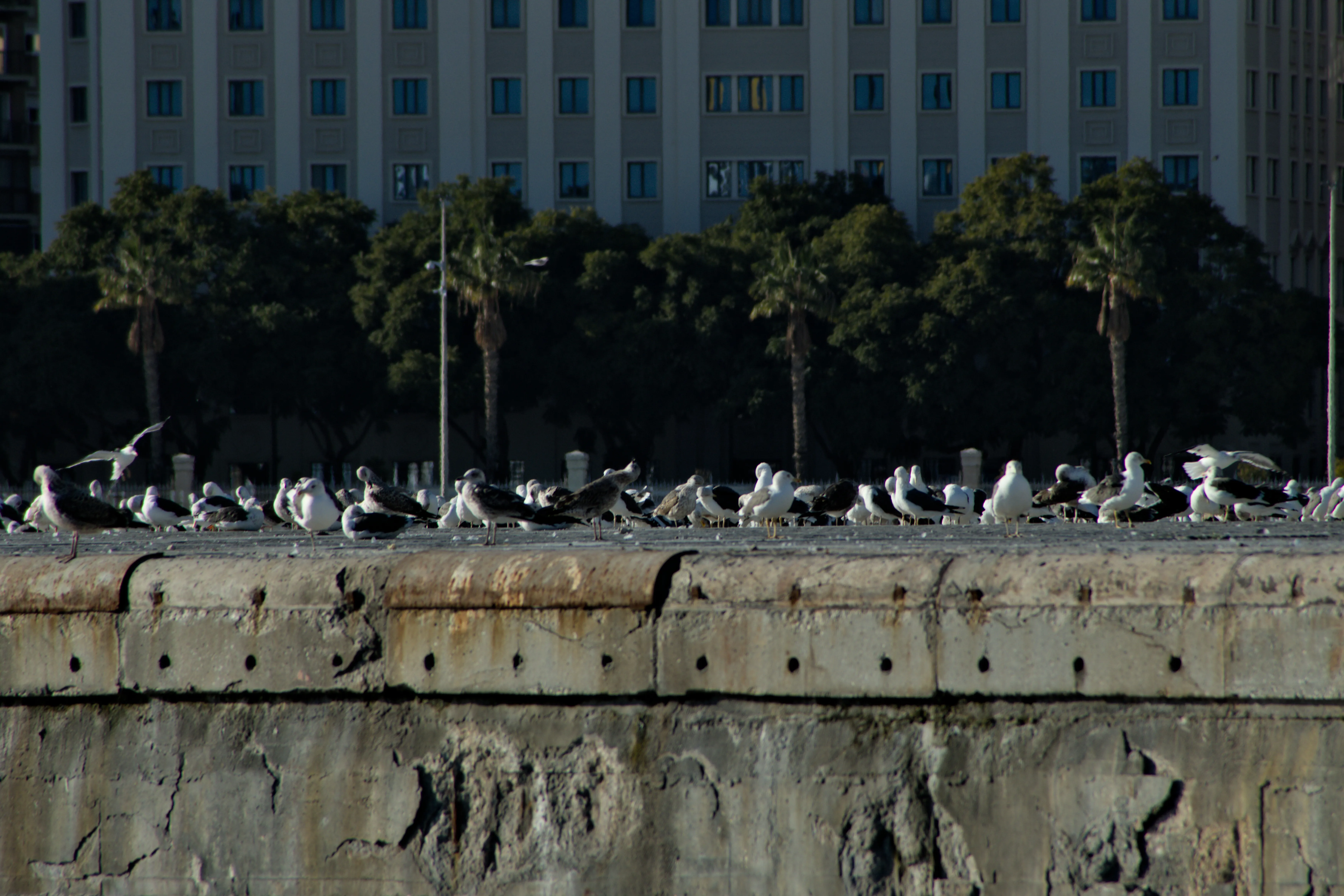 Tamron 28-300mm F3.5-6.3 (EF) - _I4A4215.webp